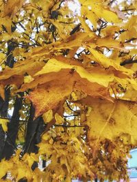 Low angle view of yellow autumn tree