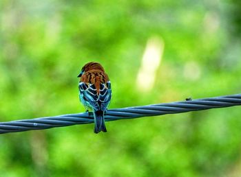 Close-up of bird perching on metal