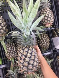 Midsection of person holding fruits at market