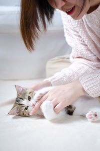 Woman hand play and takecare scottish straight tabby classic kitten