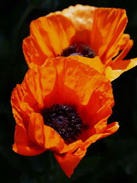 Close-up of orange flower