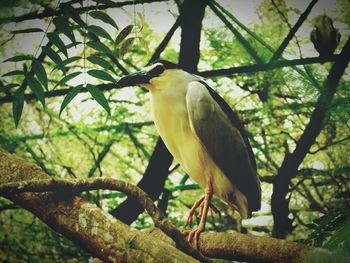 Low angle view of bird perching on tree