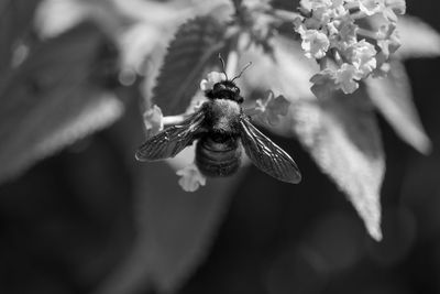 Close-up of insect on flower