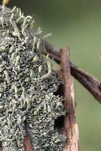 Close-up of lizard on tree