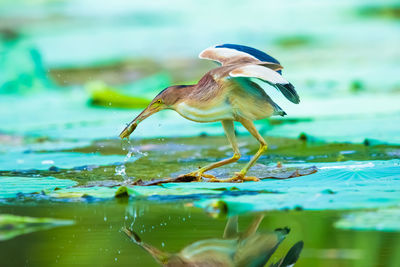 Close-up side view of a bird in water