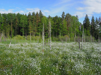 Trees on field against sky