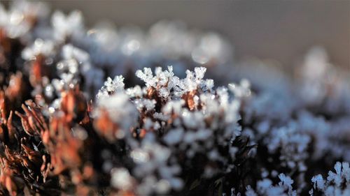 frost