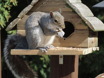 Closeup of a squirrel eating a peanut