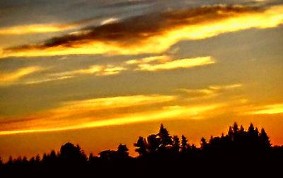 Silhouette of trees at sunset