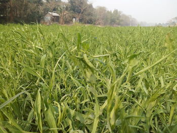 View of crop in field