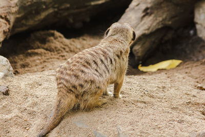 View of lizard on rock