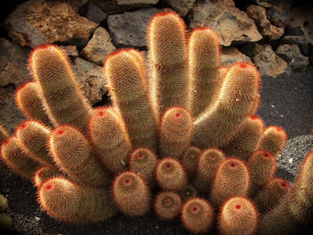 High angle view of succulent plant