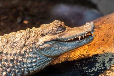 Close up portrait of a spectacled caiman in captivity