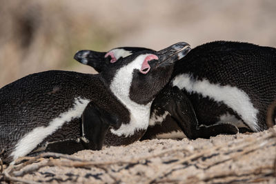 Penguins on field