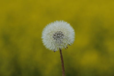 Close-up of dandelion growing on field