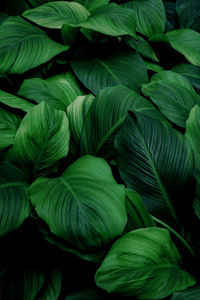 Full frame shot of green leaves