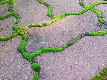 Close-up of plant growing outdoors