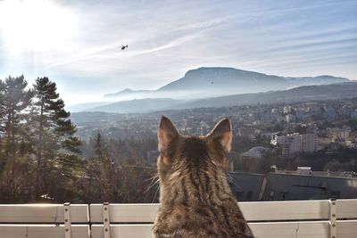 Rear view of horse against mountain range