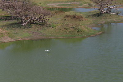 High angle view of bird in lake