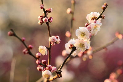 Close-up of pink flowers on branch