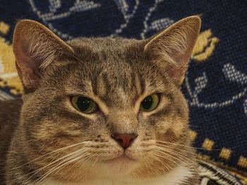 Close-up portrait of a cat