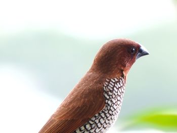 Close-up of a bird looking away