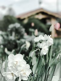 Close-up of white flowers blooming outdoors