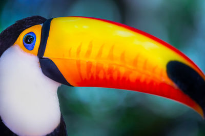 toucan