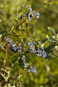 Close-up of berries growing on tree