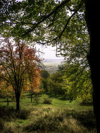 Trees in forest