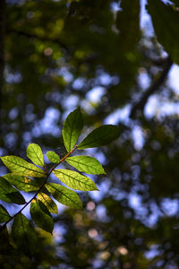 Low angle view of leaves on tree