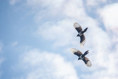 Low angle view of eagle flying in sky