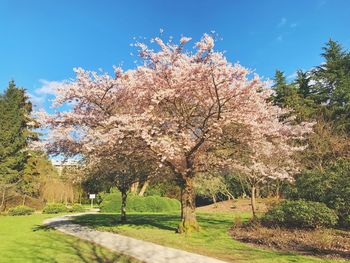 Close-up of fresh flower tree with sky in background