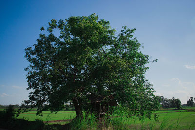 Trees on field against clear sky