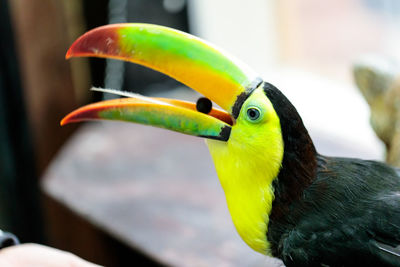 Close-up of bird perching