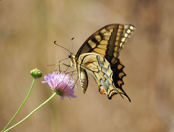 Close-up of butterfly pollinating flower