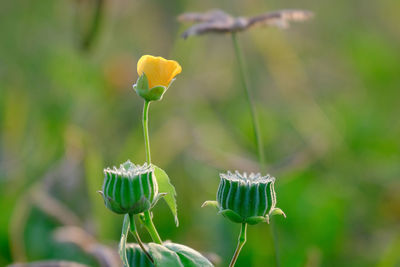 Close-up photo of yellow flowers with blurred background