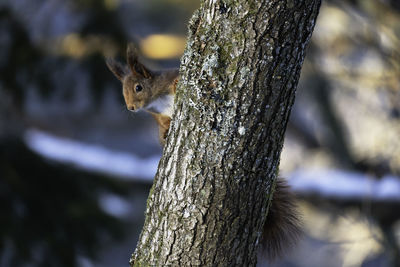 A squirrel peeks out from behind the trunk of an oak tree. the picture is taken in sweden.