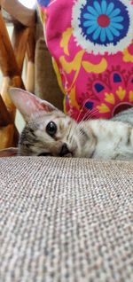 Portrait of cat relaxing on bed