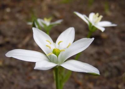 Close-up of white flowers blooming outdoors