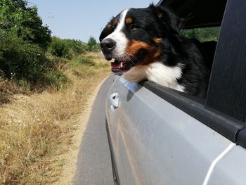 Dog on road