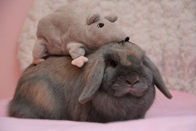 Close-up of rabbit with toy on pet bed at home