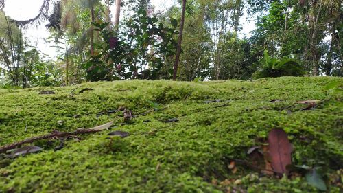 Surface level of trees on field