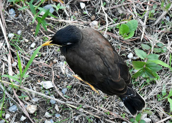 High angle view of bird perching on a field