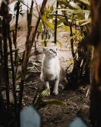 Portrait of ginger cat on branch