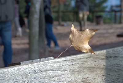 Close-up of dried leaves on wood