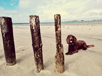 Dog on wooden post at beach against sky