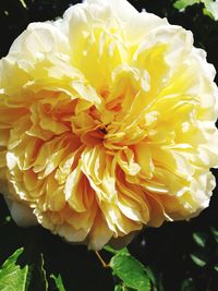 Close-up of yellow flower blooming outdoors