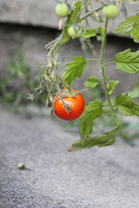 Close-up of red berries on plant