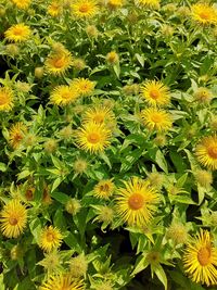 High angle view of yellow flowering plants
